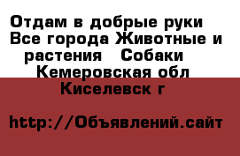 Отдам в добрые руки  - Все города Животные и растения » Собаки   . Кемеровская обл.,Киселевск г.